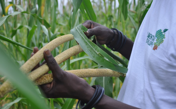 ALIMENTARE LO SVILUPPO. AGRICOLTURA PER LA SOVRANITA&#039; ALIMENTARE NELLA REGIONE DI THIES - SENEGAL
