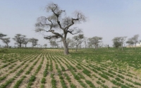 Alimentare lo sviluppo. Agricoltura familiare e filiere di trasformazione nelle regioni di Thies e Louga
