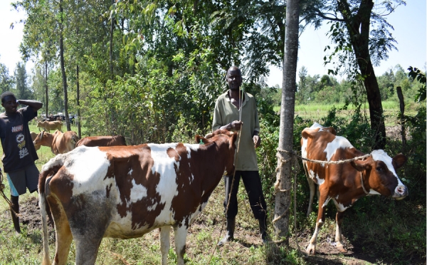MAZIWA (latte) – Filiera lattiero-casearia nella Contea di Meru