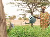 Sostegno alla produzione agricola e alla resilienza alimentare della regione di Kaffrine - SPRAK
